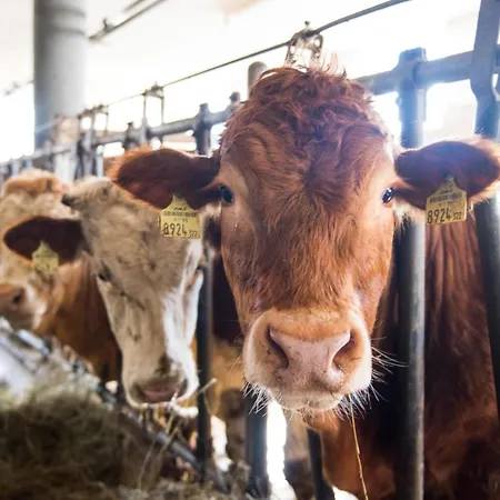 Ganzenhubhof Penzion Goldegg