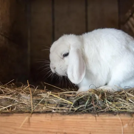 Ganzenhubhof Vendégház Goldegg