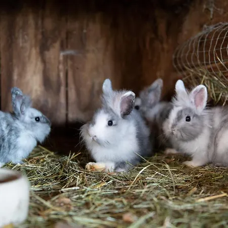 Ganzenhubhof 3* Goldegg