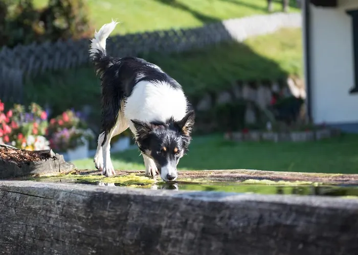 Ganzenhubhof Goldegg