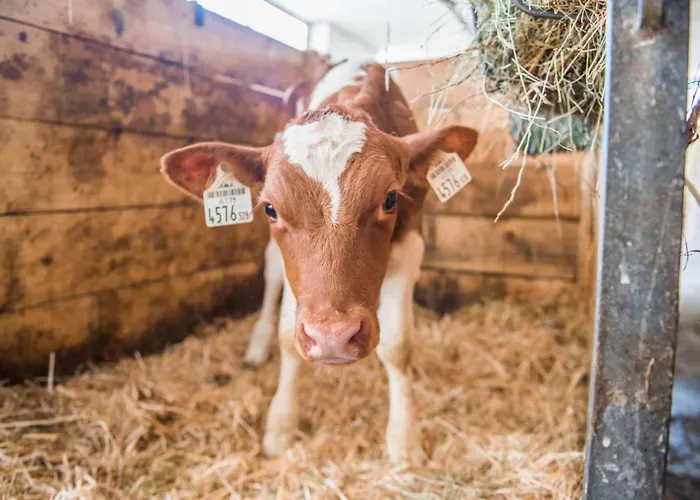 Pensión Ganzenhubhof Goldegg