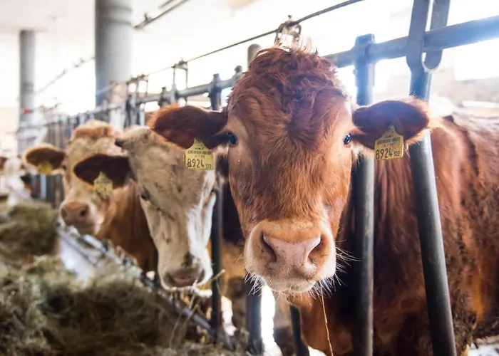 Ganzenhubhof Guest house Goldegg