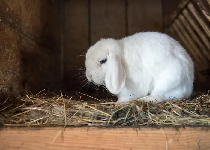 Ganzenhubhof Guest house Goldegg